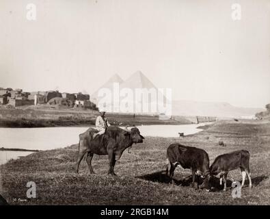 Vintage 19. Jahrhundert Foto: Junge Reiten auf Ochsen mit den Pyramiden in Giza im Hintergrund, Ägypten. Stockfoto