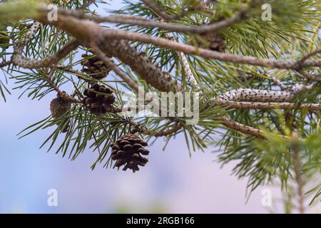 Letztes Jahr braune Zapfen auf einem Pinienzweig vor einem blauen Himmel. Selektiver Fokus. Eine luxuriöse lange Nadel auf einem Pinienzweig. Naturkonzept für Desi Stockfoto