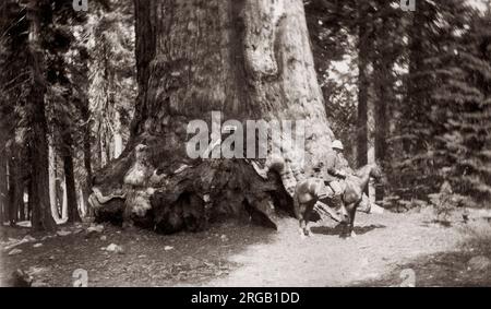 Die Grizzly Giant, Yosemite National Park, USA, c 1880 des Grizzly Giant ist ein Giant Sequoia in Mariposa Grove, im Yosemite National Park entfernt. Stockfoto