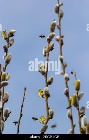 Willow Salix Caprea Zweig mit Mänteln, flauschige Weidenblumen. Ostern. Palmsonntag. Ziege Willow Salix caprea im Park, Willow Salix caprea verzweigt sich mit Stockfoto