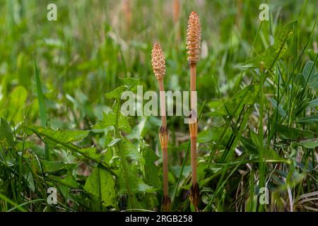 Selektiver Fokus. Ein sporttragender Schuss des Schachtelhalses Equisetum arvense. Sporiferspikelet des Schachtelhalses im Frühling. Kontroverse Hütchen von h Stockfoto