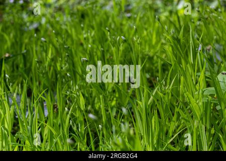 Stellaria Holostea. Zarte Waldblumen des Hühnergras, Stellaria holostea oder echte Sternmiere. Blumenhintergrund. Weiße Blüten auf einem Naturgr Stockfoto