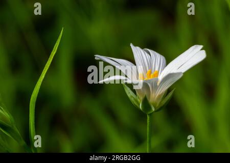 Stellaria Holostea. Zarte Waldblumen des Hühnergras, Stellaria holostea oder echte Sternmiere. Blumenhintergrund. Weiße Blüten auf einem Naturgr Stockfoto