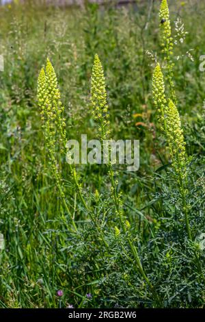 Selektiver Fokus der wilden Grasblume auf der Wiese im Frühling ist Reseda lutea oder die gelbe Mignonette oder wilde Mignonette eine Art von duftendem Krautsalat Stockfoto