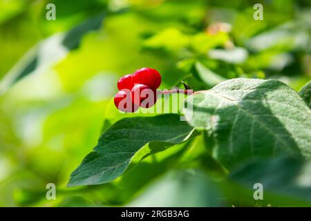 Festtage Honigsauger-Zweig mit roten Beeren Lonicera Xylosteum. Stockfoto