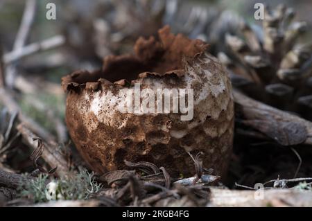 Pilze im Wald. Setas en el bosque. Stockfoto