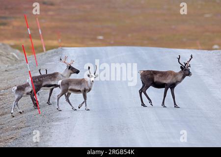 Rentier (Rangifer tarandus) Herde, die im Herbst/Herbst eine unbefestigte Straße überquert, Lappland, Schweden Stockfoto