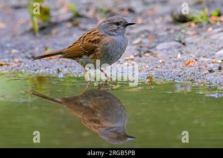 Dunnock-/Heckenakzentor (Prunella modularis/Motacilla modularis) Trinkwasser aus Teich/Pfütze Stockfoto