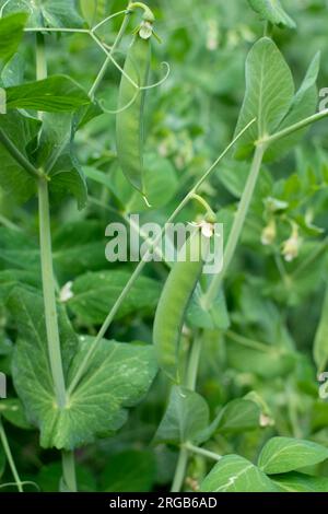 Ein Busch süßer Erbsen mit unreifen Hülsen, die in einem Gemüsegarten angebaut werden Stockfoto