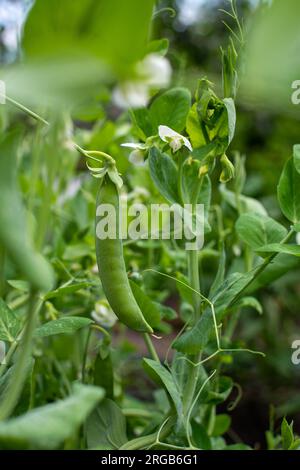 Ein Busch süßer Erbsen mit unreifen Hülsen, die in einem Gemüsegarten angebaut werden Stockfoto