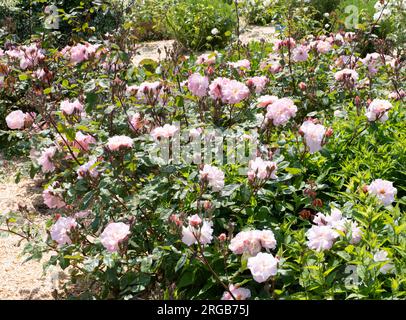 Rosa Clair Matin ('Meimont') Stockfoto