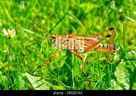 Östlichen Lümmel Grasshopper lateinischen Namen Romalea microptera Stockfoto