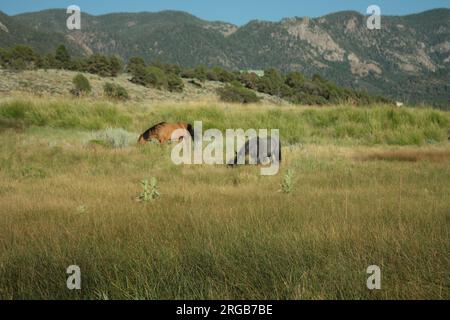 Zwei Pferde, die auf einer Wiese essen Stockfoto