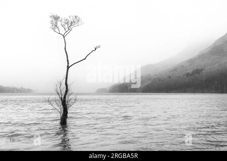 Ein einsamer Baum am Ufer von Buttermere, Lake District National Park, Cumbria, England Stockfoto