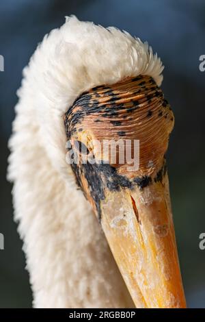 Porträt des asiatischen Wollhalses, Ciconia episcopus Stockfoto