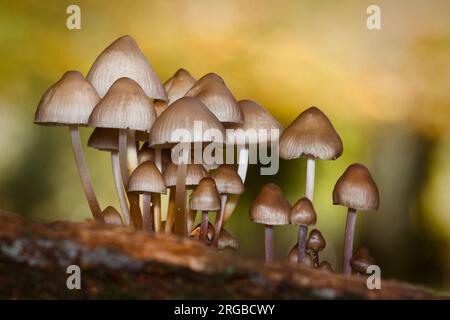 Eine Gruppe von geclusterten Bonnet Pilzen, Funghi, Pilze, die auf Einem Zweig von Falled Dead Oak, New Forest UK, wachsen Stockfoto