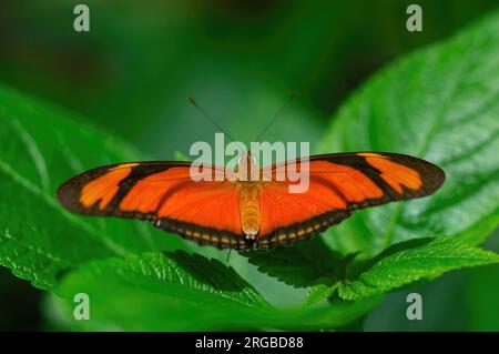 Julia Schmetterling männlich ruht auf grünen Blättern, Blick auf den Rücken. Stockfoto