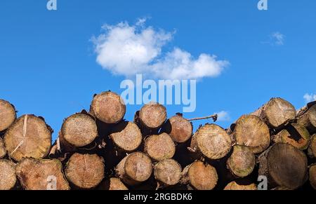 Log Pile, Haddo House und Country Park, Aberdeenshire, Schottland Stockfoto