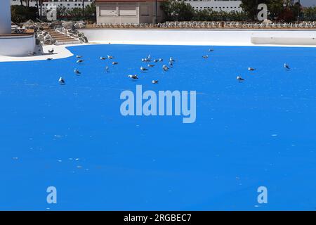 Möwen warten darauf, dass die Betonlagunen des Mittelmeerraums mit Salzwasser gefüllt werden, andere scheinen verwirrt zu sein, dass die blaue Farbe Wasser IST! Stockfoto