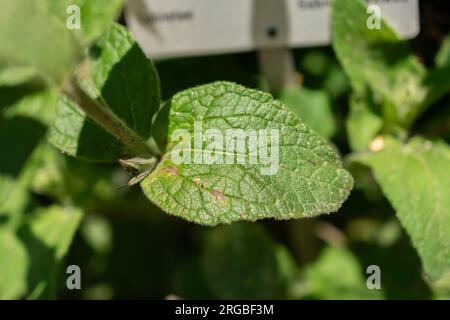 Zürich, Schweiz, 14. Juli 2023 Salvia Patens oder Enziansage im botanischen Garten Stockfoto