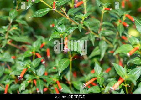 Zürich, Schweiz, 14. Juli 2023 Cuphea Ignea oder Zigarrenpflanze im botanischen Garten Stockfoto