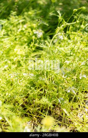 Zürich, Schweiz, 14. Juli 2023 Nigella Sativa oder Schwarzkümmelpflanze im botanischen Garten Stockfoto