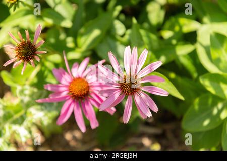 Zürich, Schweiz, 14. Juli 2023 Echinacea Purpurea oder Purpursonnchen im botanischen Garten Stockfoto