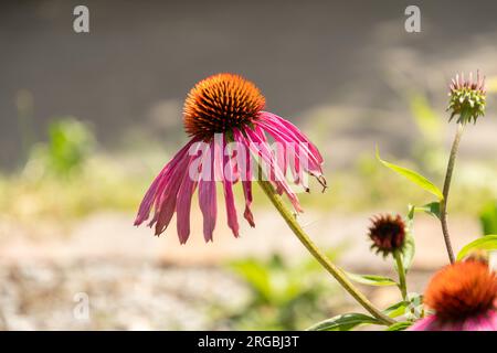 Zürich, Schweiz, 14. Juli 2023 Echinacea Purpurea oder Purpursonnchen im botanischen Garten Stockfoto