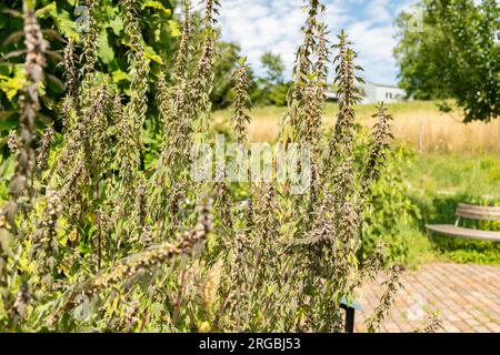 Zürich, Schweiz, 14. Juli 2023 Leonurus cardiaca oder Mutterwürze im botanischen Garten Stockfoto