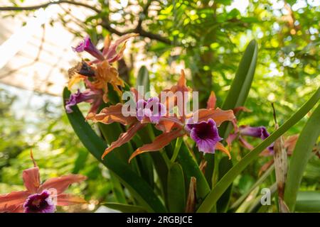 Zürich, Schweiz, 14. Juli 2023 Laelia Tenebrosa Orchidee im botanischen Garten Stockfoto