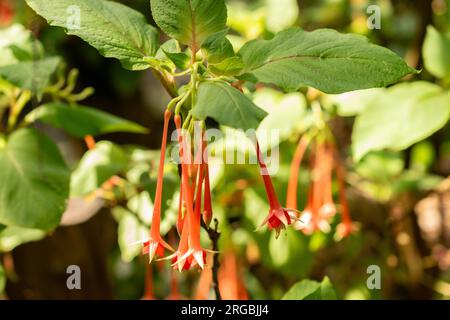 Zürich, Schweiz, 14. Juli 2023 Werk Fuchsia Fulgens im botanischen Garten Stockfoto