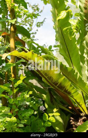 Zürich, Schweiz, 14. Juli 2023 Asplenium Australasicum oder Vögel nisten Farn im botanischen Garten Stockfoto