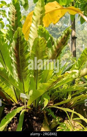 Zürich, Schweiz, 14. Juli 2023 Asplenium Australasicum oder Vögel nisten Farn im botanischen Garten Stockfoto