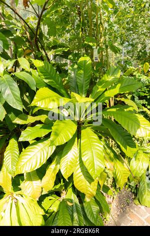 Zürich, Schweiz, 14. Juli 2023 Erythrochiton Brasiliensis im botanischen Garten Stockfoto