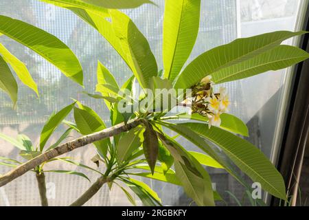 Zürich, Schweiz, 14. Juli 2023 Plumeria Alba im botanischen Garten Stockfoto