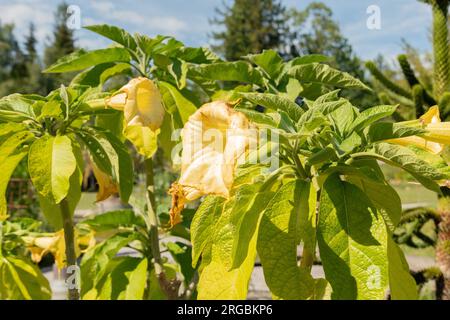 Zürich, Schweiz, 14. Juli 2023 Brugmansia Aurea oder goldene Engel Trompetenblume im botanischen Garten Stockfoto