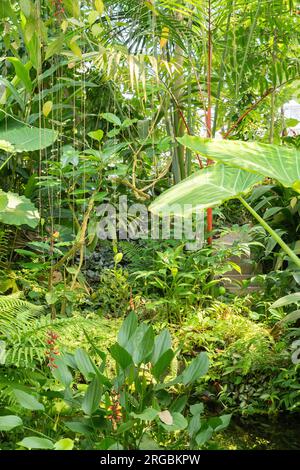 Zürich, Schweiz, 14. Juli 2023 tropische und exotische Pflanzen im botanischen Garten Stockfoto