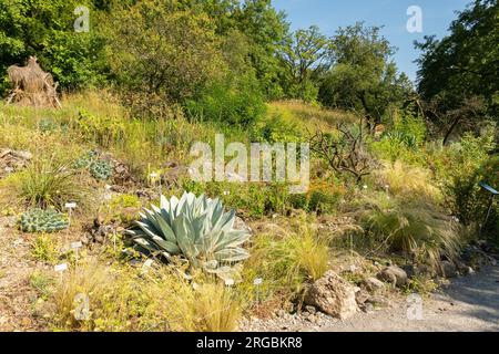 Zürich, Schweiz, 14. Juli 2023 verschiedene Pflanzen im botanischen Garten Stockfoto