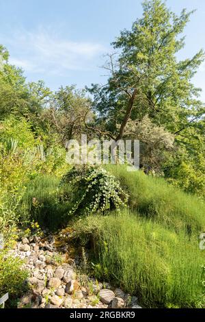 Zürich, Schweiz, 14. Juli 2023 verschiedene Pflanzen im botanischen Garten Stockfoto