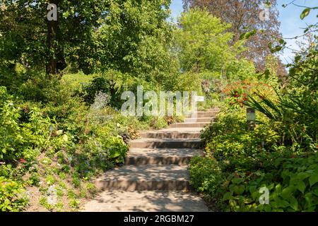 Zürich, Schweiz, 14. Juli 2023 verschiedene Pflanzen im botanischen Garten Stockfoto