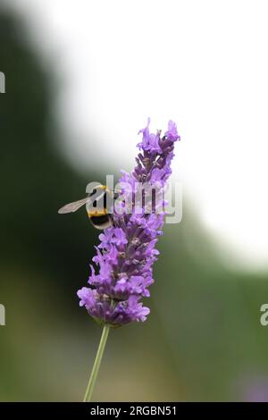 Vertikales Bild von Hummeln, die sich auf einer Lavendelpflanze niedergelassen haben, die sich auf Nektar ernährt, negativer, raumverschwommener Hintergrund Stockfoto