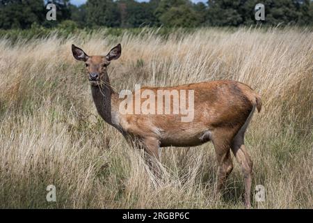 Hirsche genießen einen Spaziergang durch das lange Gras in einem Surrey Park UK Stockfoto
