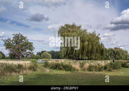 Perfekter Augustnachmittag in Bushy Park Ponds in Surrey, Großbritannien Stockfoto