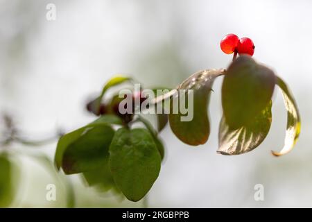 Aus nächster Nähe sehen Sie reife rote Beeren des europäischen Geißblatt-Fliege (Lonicera xylosteum) mit einigen grünen Blättern Stockfoto