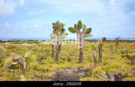 Urlandschaft der Insel Galapagos mit riesenopuntia (Opuntia galapageia) auf Santa Cruz, Galapagos-Nationalpark, Ecuador. Stockfoto