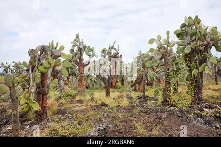 Urlandschaft der Galapagos-Inseln mit riesenopuntia, Santa Cruz Island, Ecuador. Stockfoto