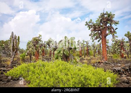 Urlandschaft der Galapagos-Inseln mit riesenopuntia, Santa Cruz Island, Ecuador. Stockfoto