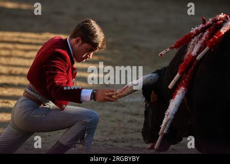 Estella, Spanien. 07. Aug. 2023. Guillermo Hermoso de Mendoza sieht während des Stierkampfes auf das Horn des Stiers. Stierkampf auf der Plaza de Estella, Navarra, mit den Rechten Pablo Hermoso de Mendoza, seinem Sohn Guillermo und dem Stierkämpfer Pedro Gutierrez "El Capea". Vier Stiere von der portugiesischen Rinderfarm Tenorio und zwei Stiere von der Rinderfarm Hermanas Azcona de Navarra. (Foto: Elsa A Bravo/SOPA Images/Sipa USA) Guthaben: SIPA USA/Alamy Live News Stockfoto