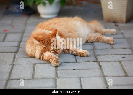 Eine Ingwerkatze, die auf Fliesen liegt. Schließen. Stockfoto