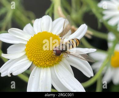 MARMELADE-HOVERFLY Episyrphus balteatus (weiblich) Foto: Tony Gale Stockfoto